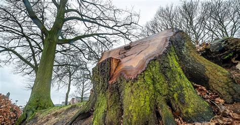 Klachten over bomen 